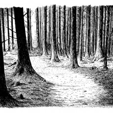 Brechfra Forest Trail (SOLD)