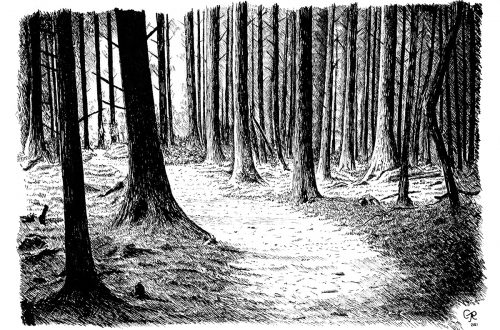 pen drawing of a trail through Brechfa Forest, Carmarthenshire