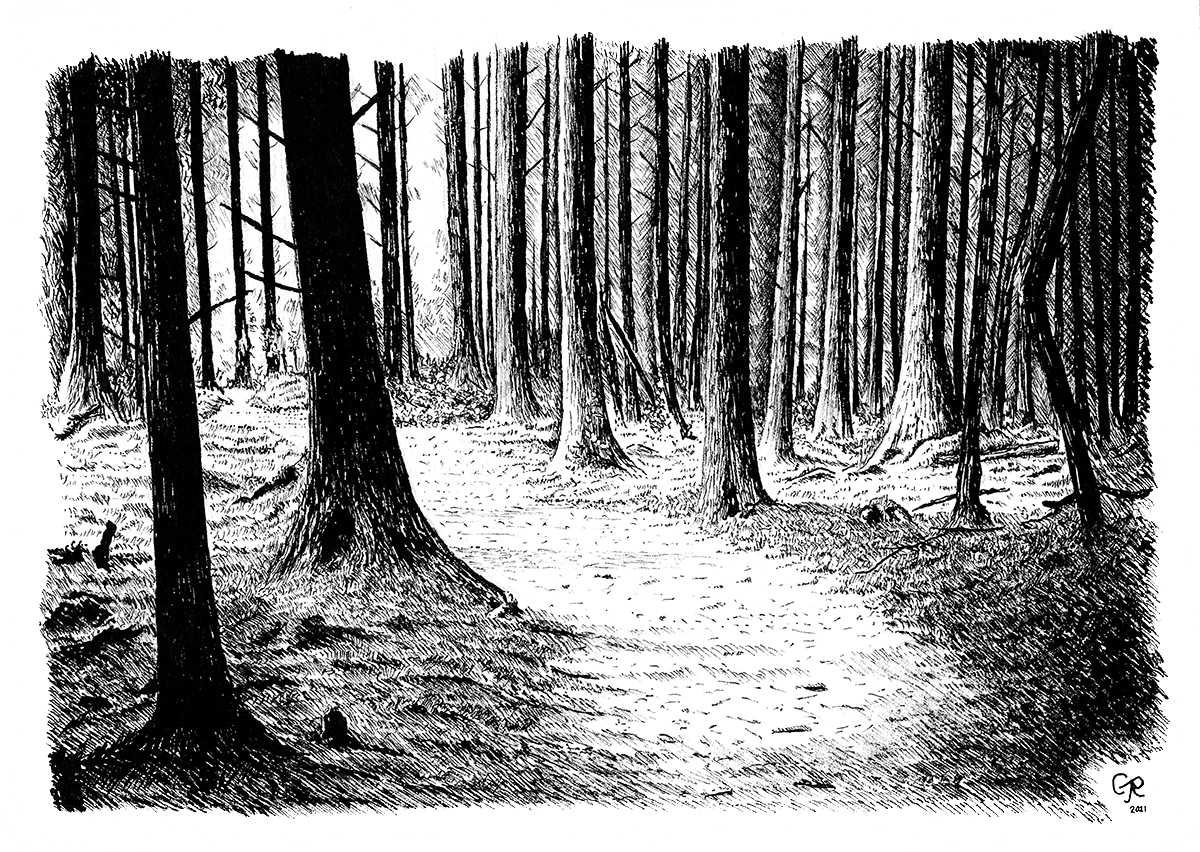 How To Draw A  Small Easy Forest Drawing HD Png Download  Transparent  Png Image  PNGitem